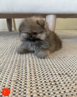 Pomeranian mini - 11