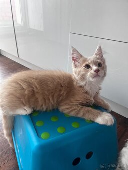 kotatko maine coon sPP-EMINEM - 11