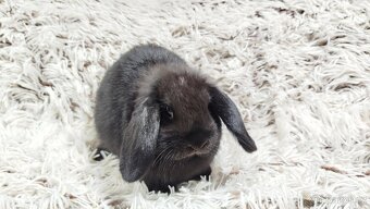 Zakrslý beránek, králíček, králík - BIBI - 11