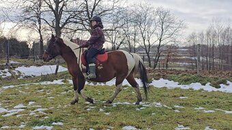 Huculská klisna, hucul, homozygotní Tobiano, pony, malý kůň - 11
