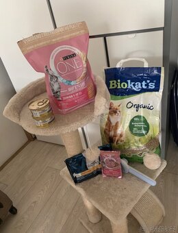 Britská čistokrevná koťata (=^‥^=) - 11