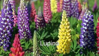 Trvalky, skalničky, jahody, pokojovky, leknín,byliny,sukulen - 11