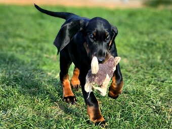 Black and Tan Coonhound - 11