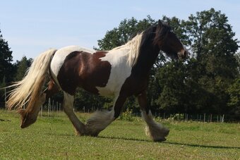 Irský cob valach - 11