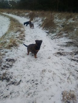 Německý ovčák kříženec - 11