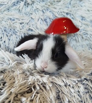 Minilop - anglický zakrslý beránek s VP - 11