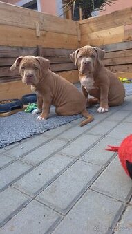 American Bully standard - k odběru - 11