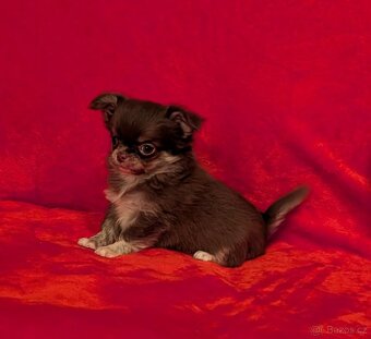 Čivava dlouhosrstá s PP- pejsci a fenky - 11