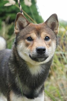 Nabídka kryti- Shiba inu s FCI PP - 11