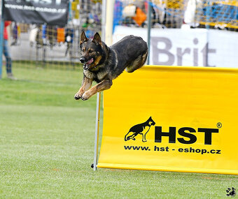 Německý ovčák štěnata s PP - 11