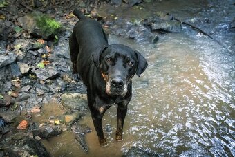 Louisiánský leopardí pes s PP - 11