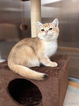 Zlata cincila, britsky kluk s PP-BRI ny11, k odbery hned - 11