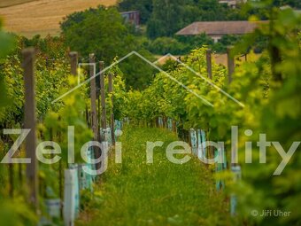 Prodej, Svatobořice-Mistřín, sad/vinice 3501m2 - 11