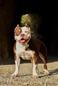 Psík American Bully s pp (ABKC) - 11