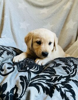 štěňata labrador a – připravena k odběru - 11