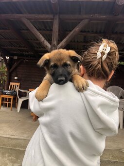 Stenata německého ovcaka - 11