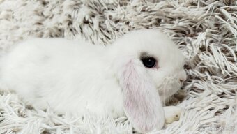 Zakrslý beránek, králíček, králík - FILIP - 11