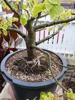 Lípa malolistá (Tilia cordata) bonsai - 11