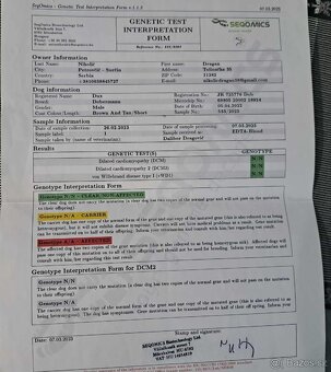 Doberman šteniatka s PP - 11