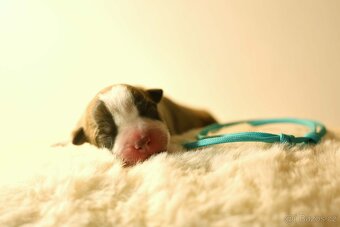 Americký stafordšírský teriér - štěňátka s PP - 11