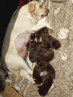 Štěňátka Labradora - 11
