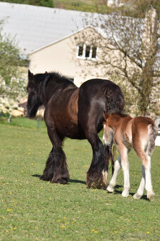 klisnička irský cob - 11