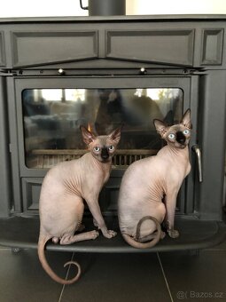 Sphynx - 11