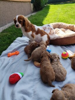 Cavapoo - 11
