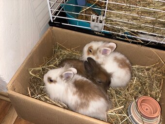 Zakrslí králík - 11