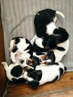 Jack Russell Teriér šteniatka - 11