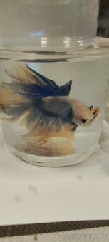 Mečovka papouščí - 11