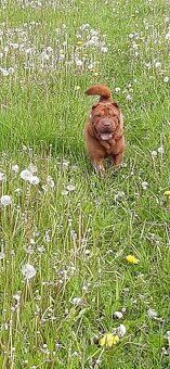 Sharpei,šarpej  stěně s PP - 11