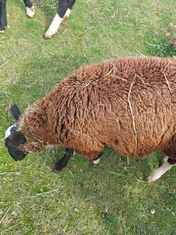 Beran zwartbles - 11