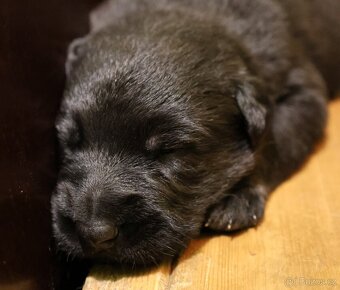 Německý ovčák štěňata s PP - 11