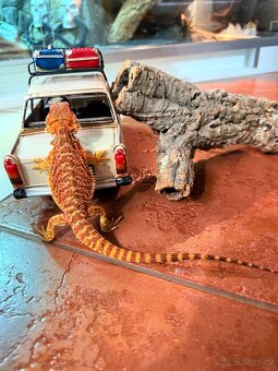 MLÁĎATA AGAMY VOUSATÉ K PRODEJI - 11