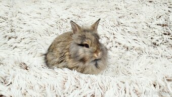 Zakrslý králík, králíček - HARRY - 11