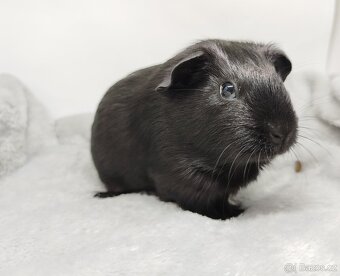 Morče, Morčata, Morčátko, Morčátka - JIN A JANG - 11