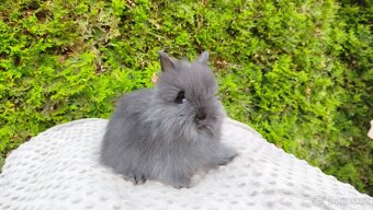 Zakrslý králík, králíček - (TEDDY)-OLAF,OLIVER,OLINA - 11