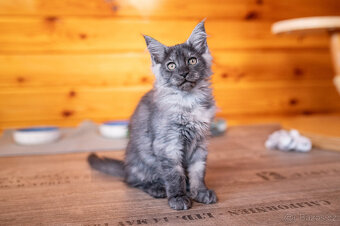 Mainská mývalí koťátka s PP - 11