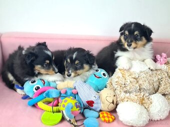 Sheltie Shetlandský ovčák - 11