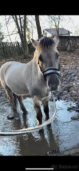 Pony valach - 11
