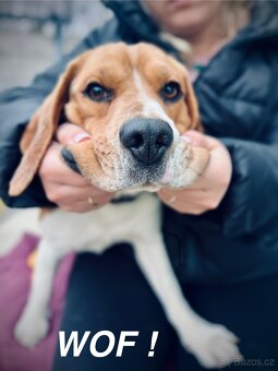 Beagle - 11