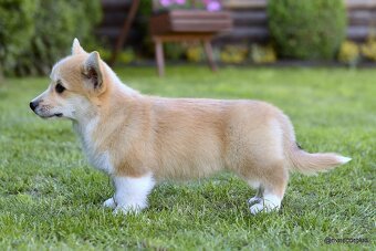 WELSH CORGI PEMBROKE S PP - 11