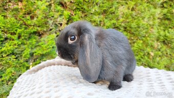 Zakrslý beránek, králíček, králík - PEGGY - 11