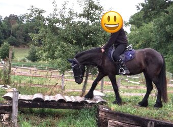 Fellský pony - 5 letá klisna - 11