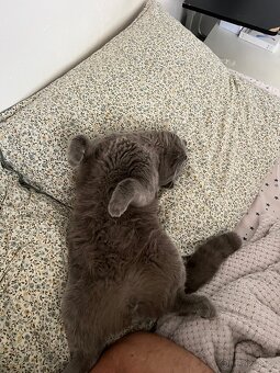 Krytí britský kocour - 11