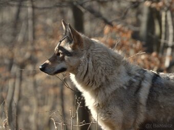 Československý vlčák - 11