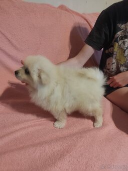 Špic pomeranian štěňátka - 11
