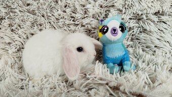 Zakrslý beránek, králíček, králík - TYMIÁN - 11