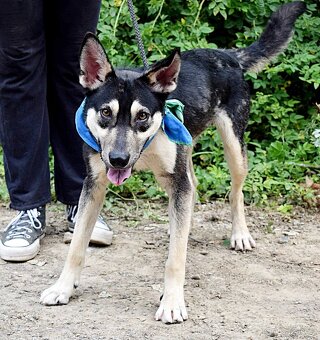 FLOKY K ADOPCI - 1 ROK, HRAVÝ,MILÝ,VHODNÝ K DĚTEM - 11